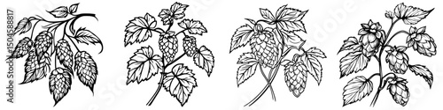 Detailed icon set featuring various designs of hop plants showcasing leaves and cones in stylized black line art suitable for botanical illustrations