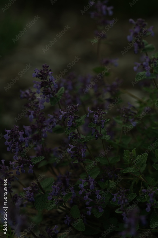 Obraz premium purple