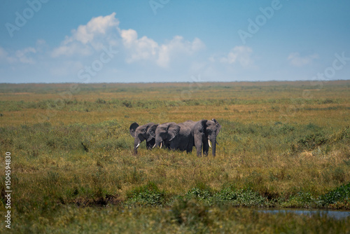 Drei Elefanten stehen im hohen Gras des Serengeti Nationalpark in Tansania, Afrika, die weite Steppe erstreckt sich bis an den Horizont 