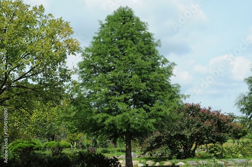 Bald cypress (Taxodium distichum), a deciduous conifer, showing seasonal foliage, bark texture, and male flowers photographed in Korea.