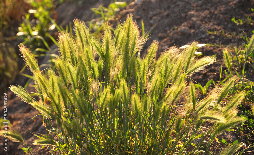 Fototapeta premium Wild barley (Hordeum murinum) grows in nature