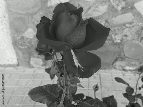 black and white