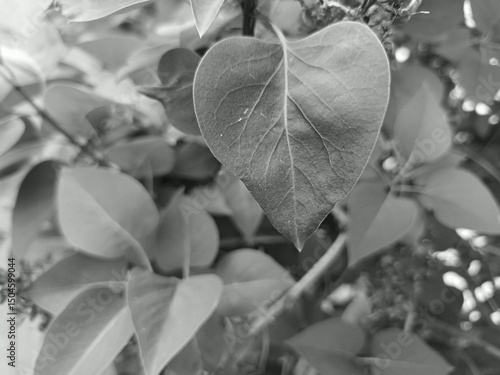 black and white