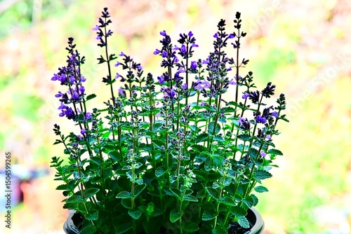 Nepeta, 'Cat's Pajamas'