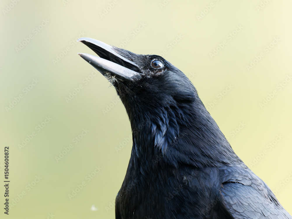 Fototapeta premium Corneille noire (Corvus corone) marchant au sol à la mare Saint James, Bois de Boulogne, Paris