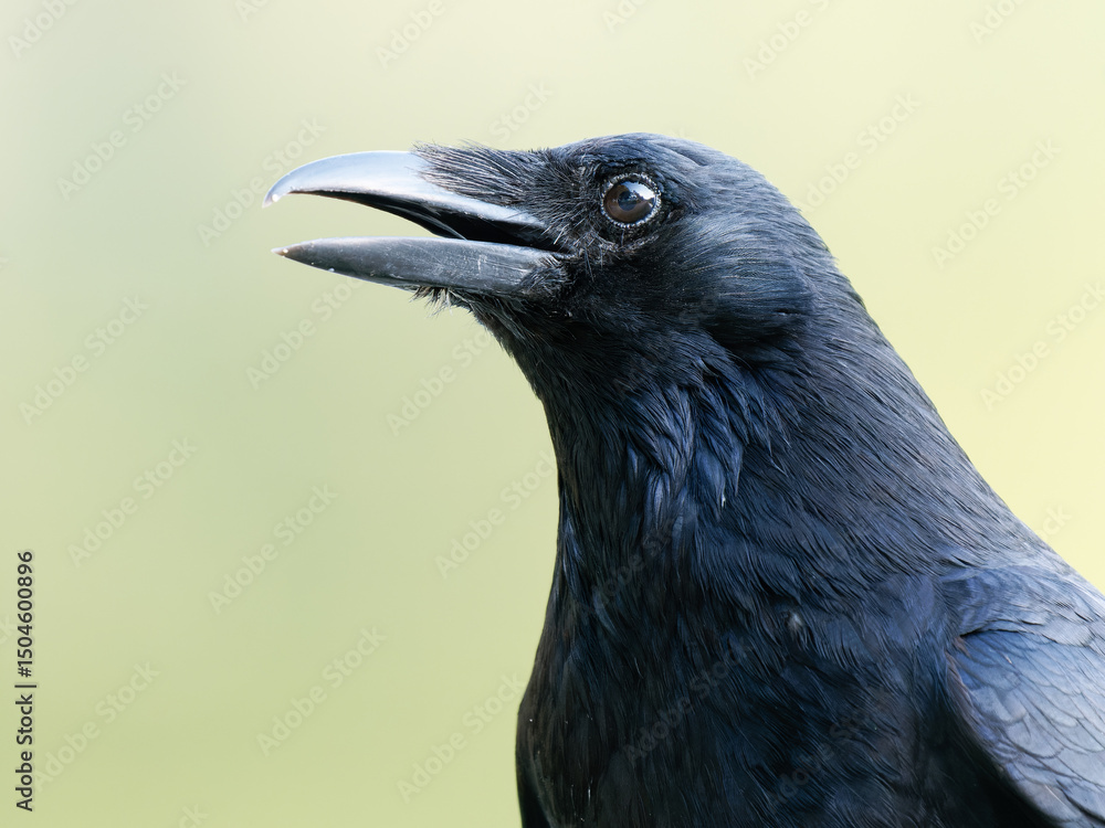 Fototapeta premium Corneille noire (Corvus corone) marchant au sol à la mare Saint James, Bois de Boulogne, Paris