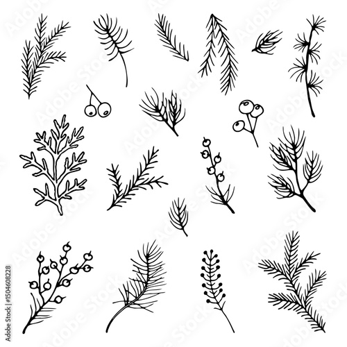 Set of tree branches of pine, spruce, juniper, thuja, hand-drawn in cartoon style for decoration. Outline drawing of tree branches.