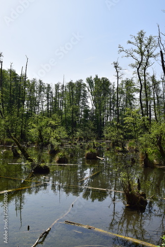 Karszt forrás