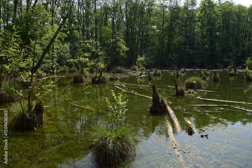 Karszt forrás