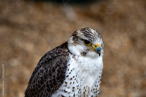A hybrid of a Gyrfalcon (Falco rusticolus) and a Saker Falcon (Falco cherrug).