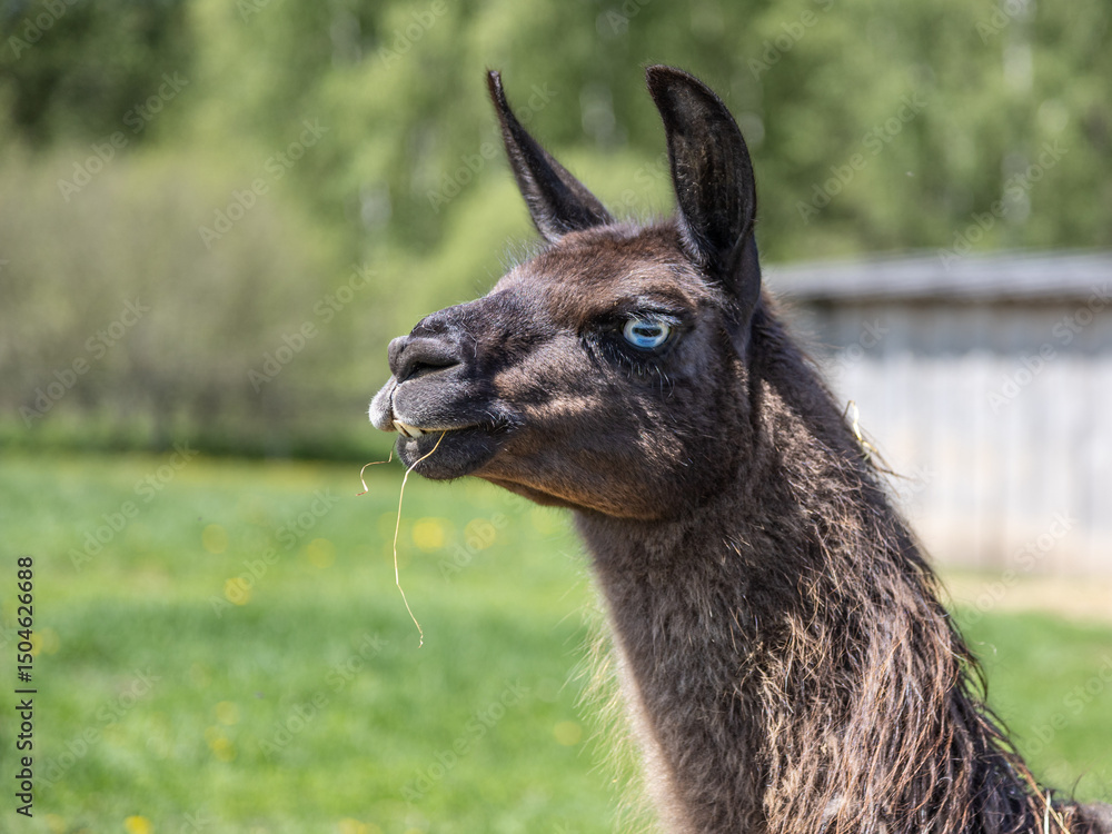Obraz premium Portrait of Llama, Alpacas head close-up. Alpacas Llamas animals on meadow in a farm in summer day