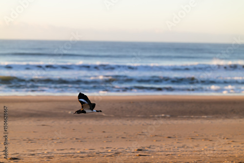 Southern Lapwing in flight on the Atlantic Ocean coast in Argentina