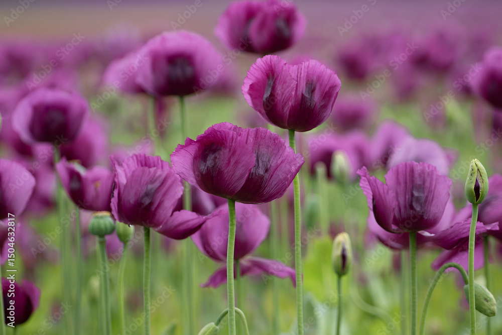 Fototapeta premium Blooming opium poppy flower field.