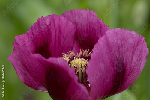 Detail of blooming opium poppy flower, papaver somniferum.