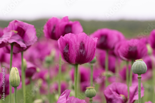 Blooming opium poppy flower field.
