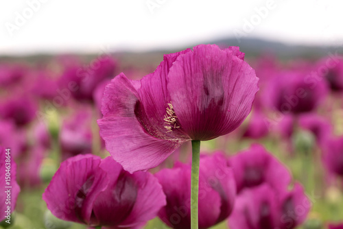 Blooming opium poppy flower field.
