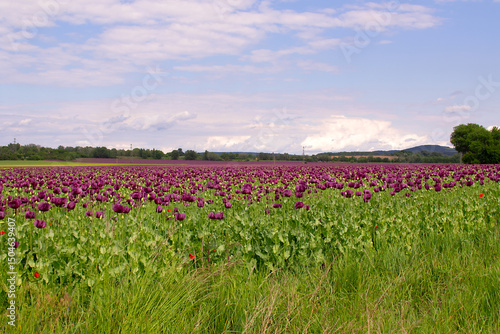 Blooming opium poppy flower field.