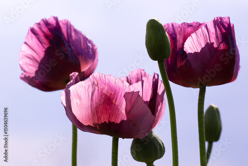 Opium poppy flower, papaver somniferum, against the blue sky.