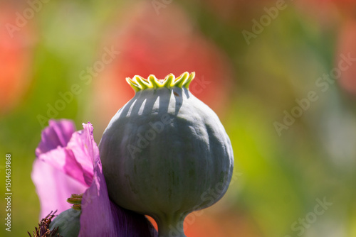 Unripe Seed Capsule Of Opium Poppy flower, papaver somniferum.