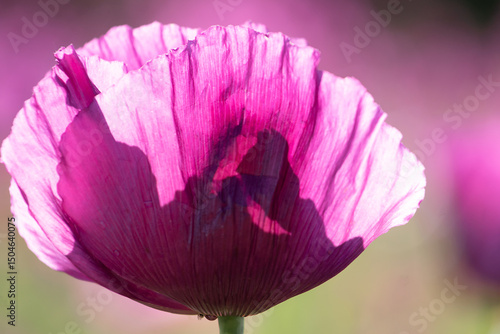 Detail of blooming opium poppy flower, papaver somniferum.