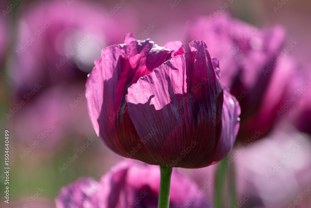 Φωτογραφία Detail of blooming opium poppy flower, papaver somniferum.