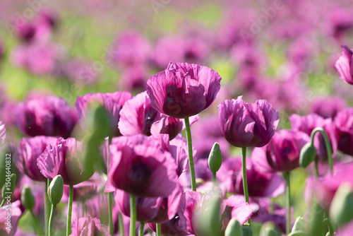 Happy adult man in opium poppy flower field.