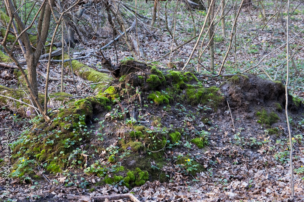a picturesque mossy driftwood log in the spring woods a picturesque mossy driftwood log in the spring woods