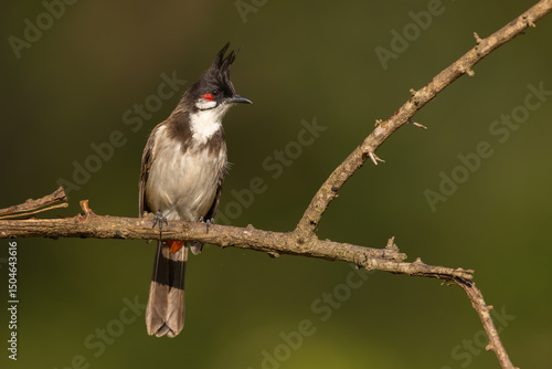 Konstfotografi Red-whiskered bulbul perched on a branch