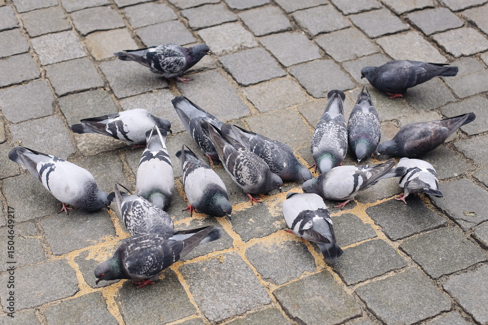 Fototapeta premium Group of pigeons eating crumbs. Urban birds feeding on cobblestone street. City wildlife scene. Flock of hungry doves. Close-up of pavement birds. Nature and animals in everyday environment.