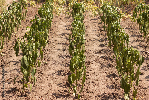 The bell pepper plant wilts during the summer heat. Agriculture