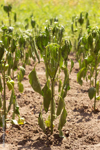 The bell pepper plant wilts during the summer heat. Agriculture