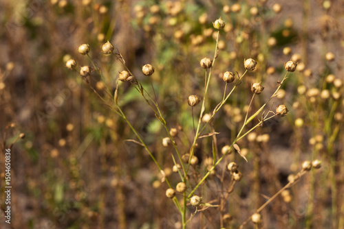 Ripe flax seeds in boxes, harvesting in the field. Agriculture