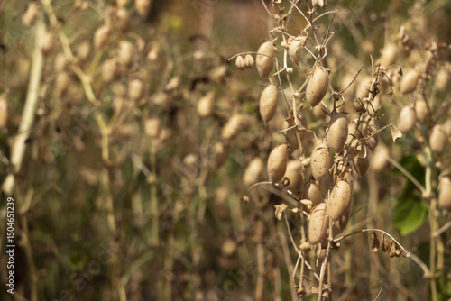 Ripe brown chickpea pods on a plant, harvesting ripe beans. Background