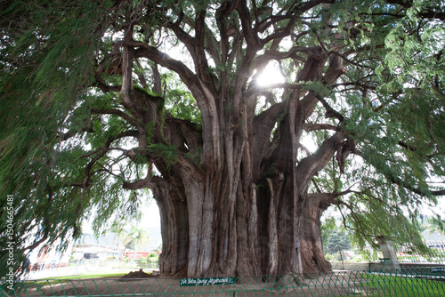 Quadro su tela Árbol de Tule