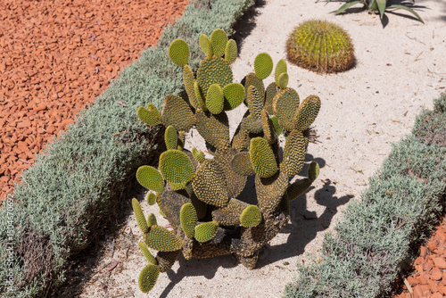 Bunny Ears Cactus in a Formal Garden.