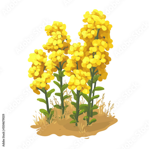 Canola, cartoon vector illustration, flat 2D isometric style, white background.