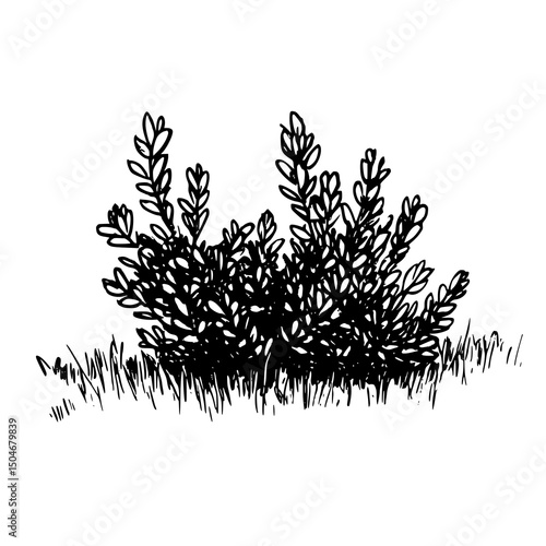 Sagebrush Silhouette Vector: Isolated Artemisia Shrub Graphic for Authentic Western Branding, Desert Landscape Design, Herbalist Logos, & Arid Ecosystem Illustrations. Scalable Niche Plant Vector