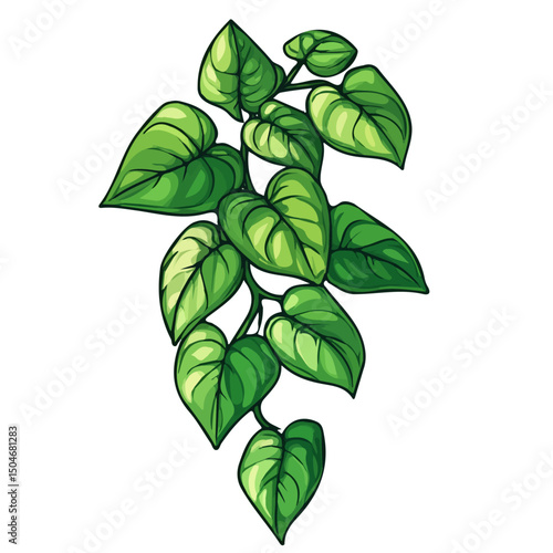 Arrowhead Vine, vector graphic, 2D flat isometric cartoon illustration on white background.
