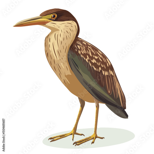 Bittern, cartoon vector illustration, flat 2D isometric style, white background.