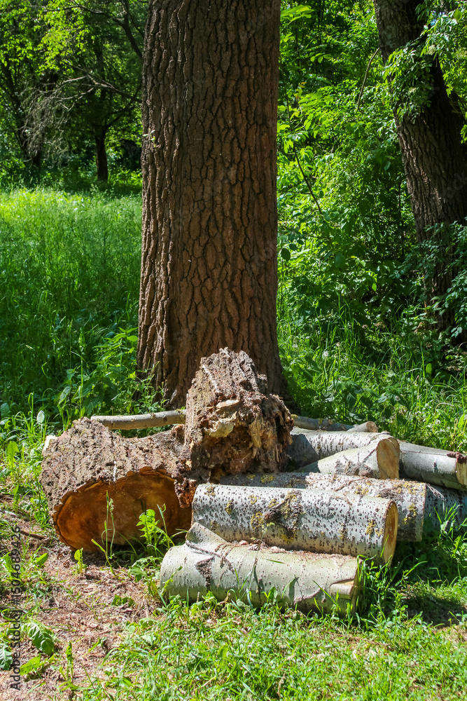 Fototapeta premium Logs scattered on the ground at the base of a large tree in a natural outdoor setting with green vegetation,
