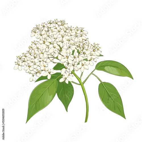 Elder Flower, 2D isometric flat cartoon vector illustration isolated on white background.
