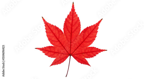 Red maple leaf autumn fall foliage nature botanical vibrant acer palmatum japanese season isolated background on transparent background