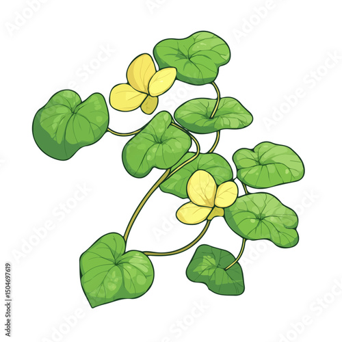 Creeping Jenny, 2D isometric flat cartoon vector illustration isolated on white background.