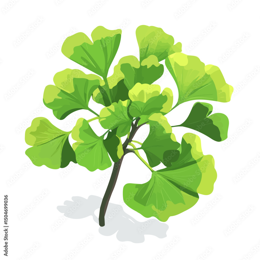 Obraz premium Ginkgo Biloba, vector graphic, 2D flat isometric cartoon illustration on white background. 