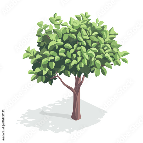 Ficus Tree, vector graphic, 2D flat isometric cartoon illustration on white background.

