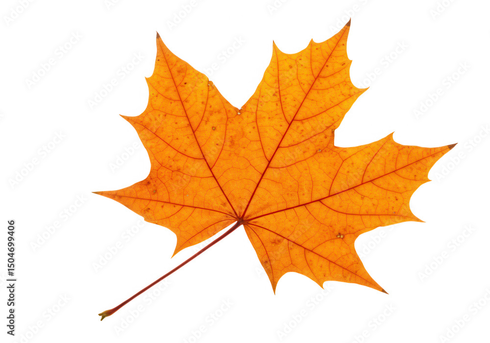Orange maple leaf isolated on transparent background Orange maple leaf isolated on transparent background