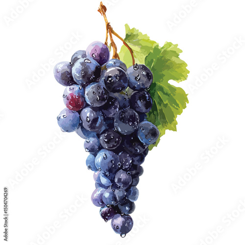 grapes isolated on white background