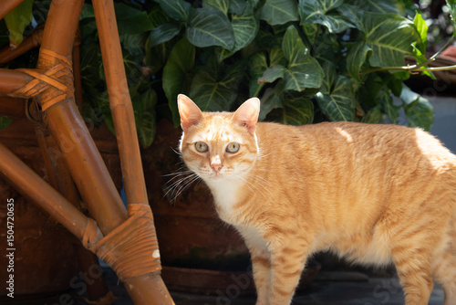 Domestic  striped Orange ginger cat walking through garden in a sunny day in Lima Peru