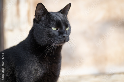 Canvas Print Portrait of a beautiful black tomcat