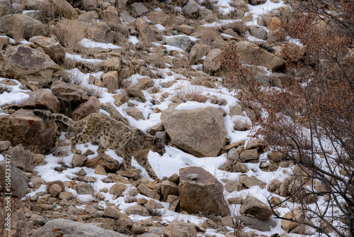 snow leopard walking between snow